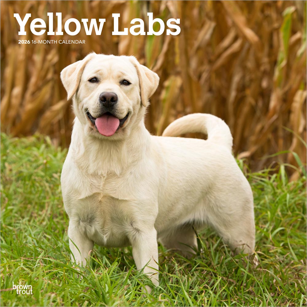 Yellow Labrador Retrievers | 2026 12 x 24 Inch (Hanging) Monthly Square Wall Calendar