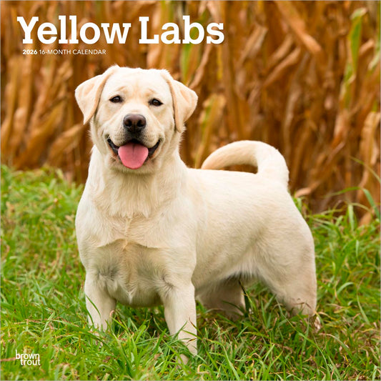 Yellow Labrador Retrievers | 2026 12 x 24 Inch (Hanging) Monthly Square Wall Calendar