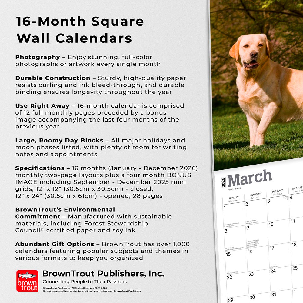Yellow Labrador Retrievers | 2026 12 x 24 Inch (Hanging) Monthly Square Wall Calendar
