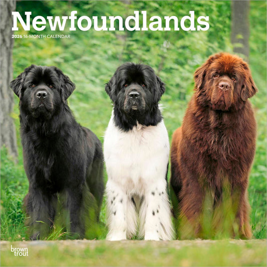 Newfoundlands | 2026 12 x 24 Inch (Hanging) Monthly Square Wall Calendar