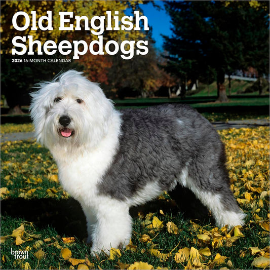 Old English Sheepdogs | 2026 12 x 24 Inch (Hanging) Monthly Square Wall Calendar