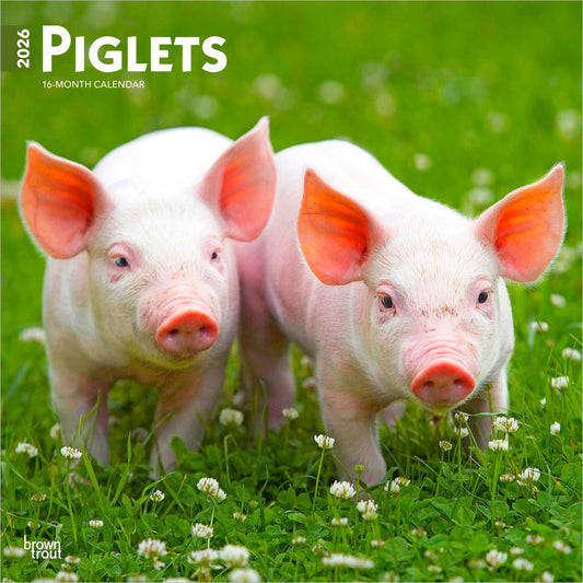 Piglets | 2026 12 x 24 Inch (Hanging) Monthly Square Wall Calendar