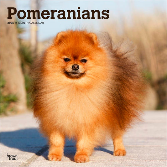 Pomeranians | 2026 12 x 24 Inch (Hanging) Monthly Square Wall Calendar