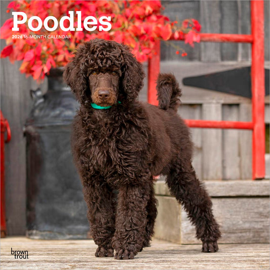 Poodles | 2026 12 x 24 Inch (Hanging) Monthly Square Wall Calendar