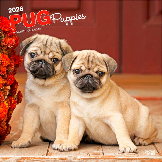 Pug Puppies | 2026 12 x 24 Inch (Hanging) Monthly Square Wall Calendar