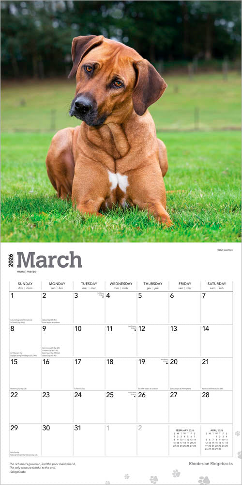 Rhodesian Ridgebacks | 2026 12 x 24 Inch (Hanging) Monthly Square Wall Calendar