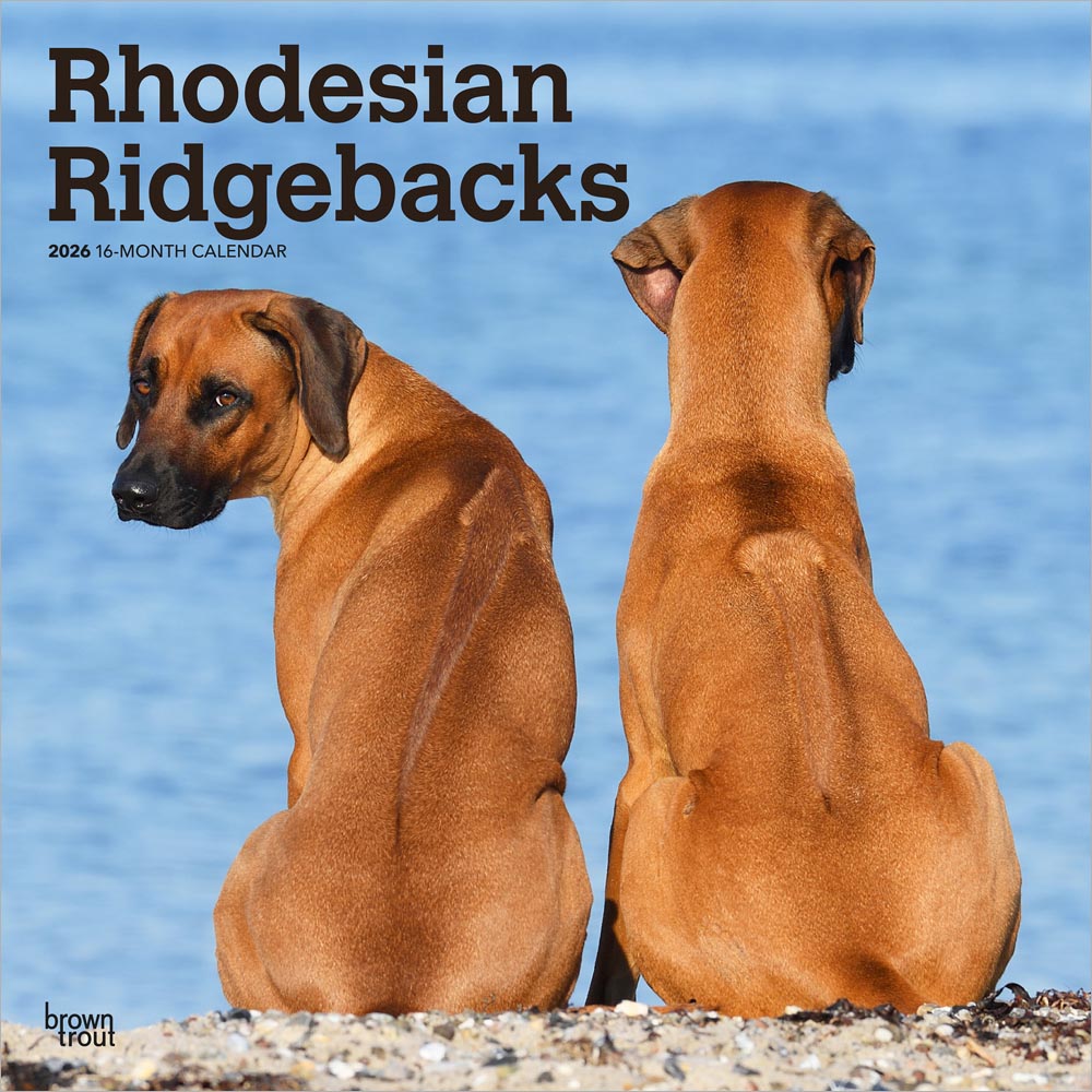 Rhodesian Ridgebacks | 2026 12 x 24 Inch (Hanging) Monthly Square Wall Calendar