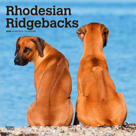 Rhodesian Ridgebacks | 2026 12 x 24 Inch (Hanging) Monthly Square Wall Calendar