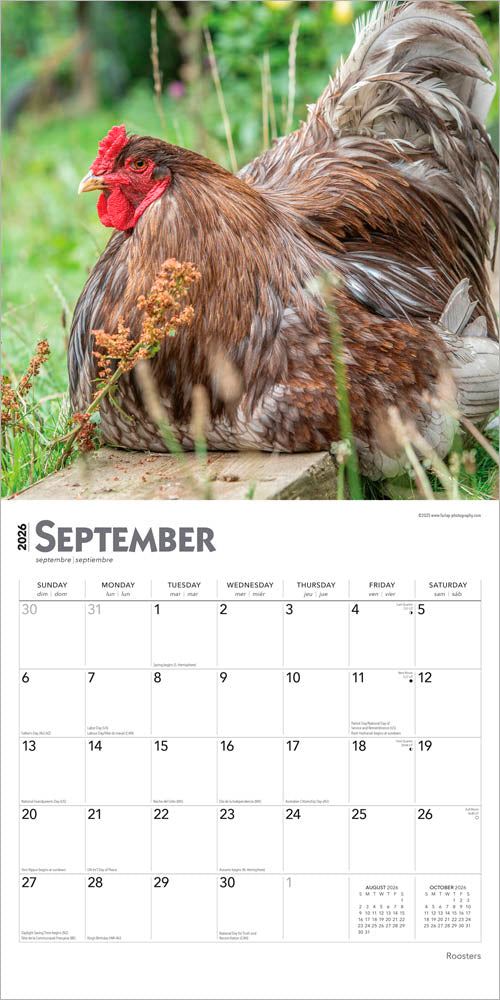 Roosters | 2026 12 x 24 Inch (Hanging) Monthly Square Wall Calendar