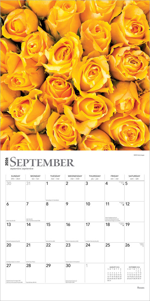Roses | 2026 12 x 24 Inch (Hanging) Monthly Square Wall Calendar