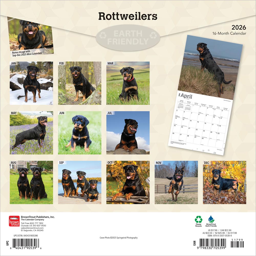 Rottweilers | 2026 12 x 24 Inch (Hanging) Monthly Square Wall Calendar