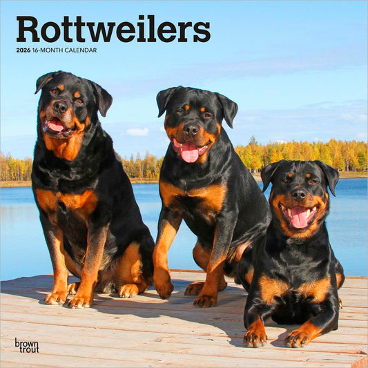 Rottweilers | 2026 12 x 24 Inch (Hanging) Monthly Square Wall Calendar