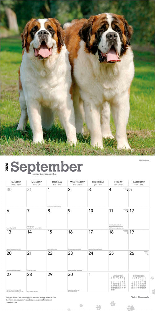 Saint Bernards | 2026 12 x 24 Inch (Hanging) Monthly Square Wall Calendar