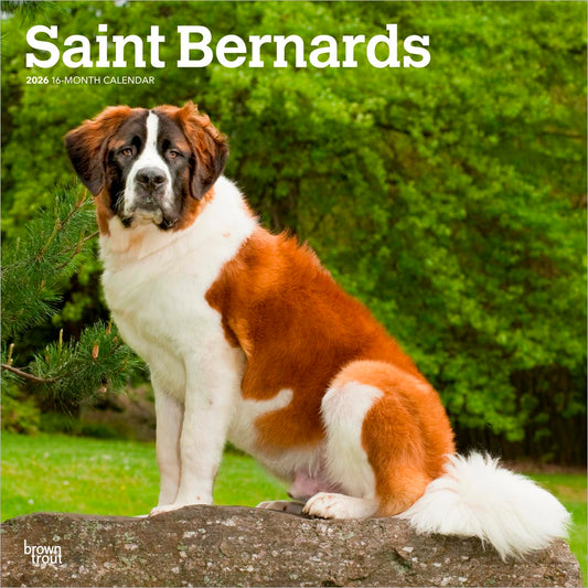Saint Bernards | 2026 12 x 24 Inch (Hanging) Monthly Square Wall Calendar