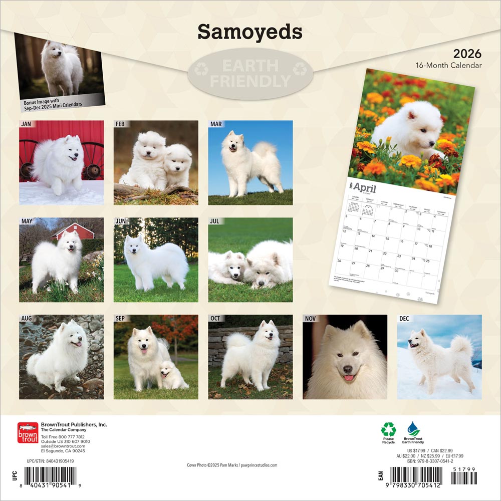 Samoyeds | 2026 12 x 24 Inch (Hanging) Monthly Square Wall Calendar