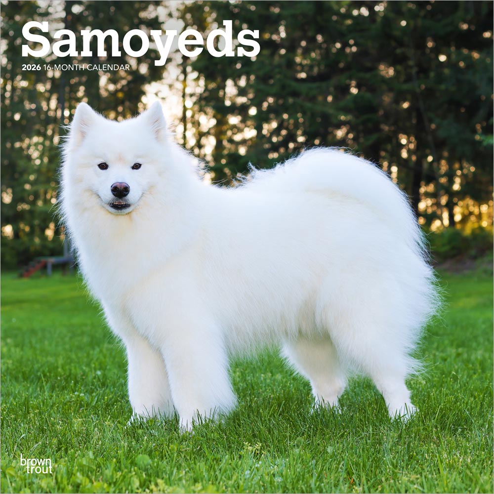 Samoyeds | 2026 12 x 24 Inch (Hanging) Monthly Square Wall Calendar