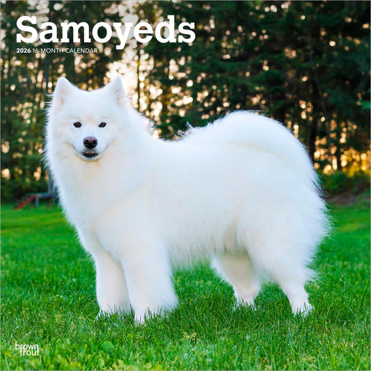 Samoyeds | 2026 12 x 24 Inch (Hanging) Monthly Square Wall Calendar
