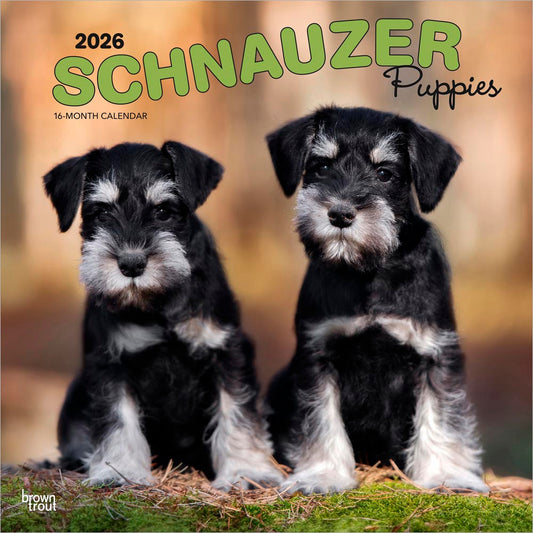 Schnauzer Puppies | 2026 12 x 24 Inch (Hanging) Monthly Square Wall Calendar