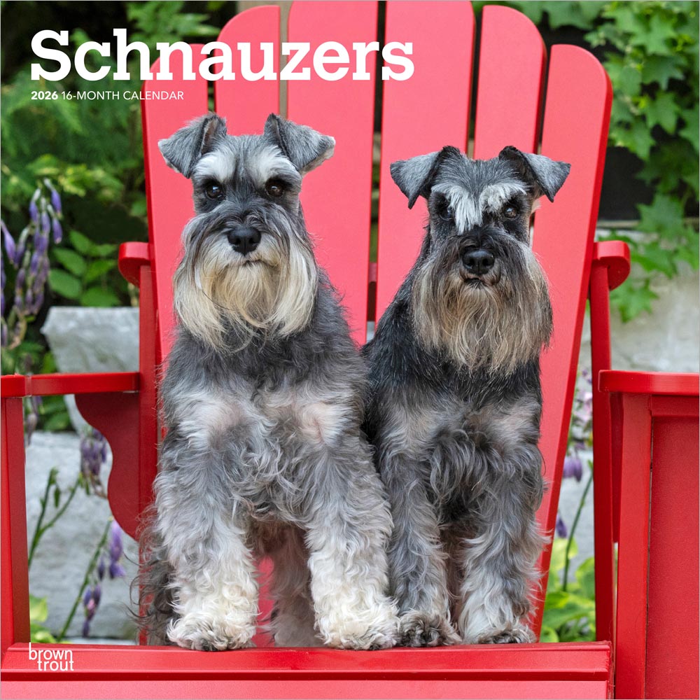 Schnauzers | 2026 12 x 24 Inch (Hanging) Monthly Square Wall Calendar