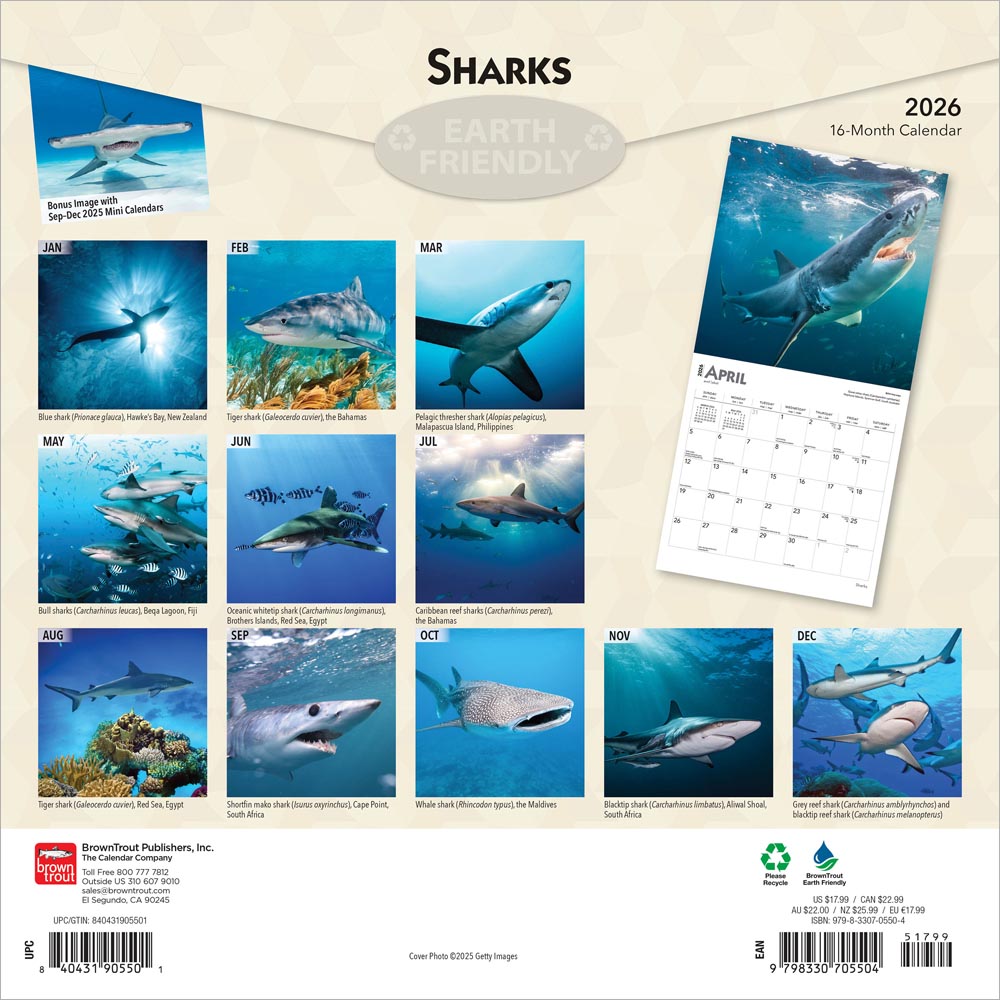 Sharks | 2026 12 x 24 Inch (Hanging) Monthly Square Wall Calendar