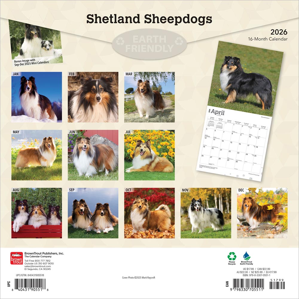 Shetland Sheepdogs | 2026 12 x 24 Inch (Hanging) Monthly Square Wall Calendar