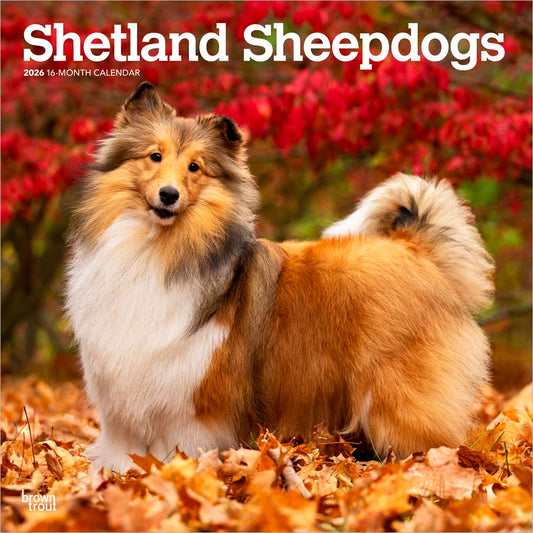 Shetland Sheepdogs | 2026 12 x 24 Inch (Hanging) Monthly Square Wall Calendar