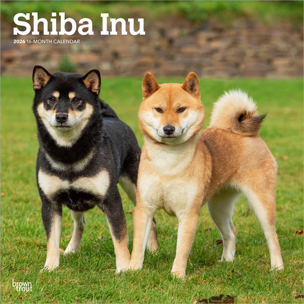 Shiba Inu | 2026 12 x 24 Inch (Hanging) Monthly Square Wall Calendar