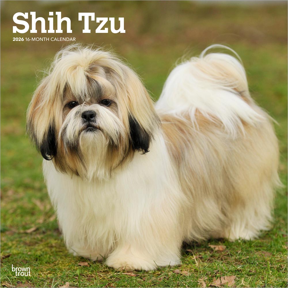 Shih Tzu | 2026 12 x 24 Inch (Hanging) Monthly Square Wall Calendar