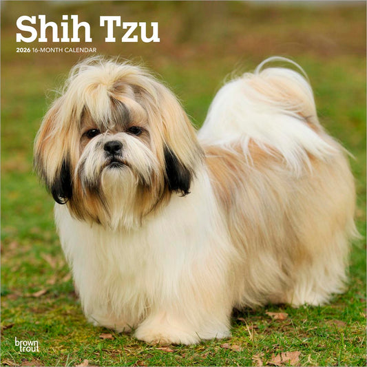Shih Tzu | 2026 12 x 24 Inch (Hanging) Monthly Square Wall Calendar