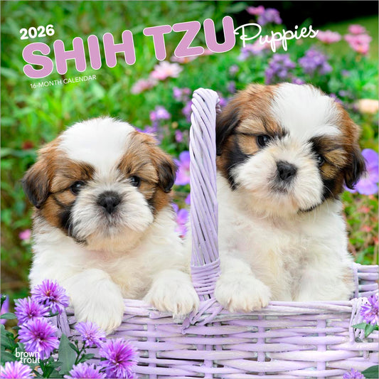 Shih Tzu Puppies | 2026 12 x 24 Inch (Hanging) Monthly Square Wall Calendar