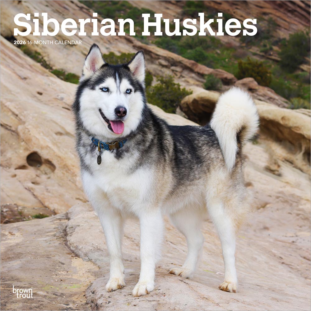 Siberian Huskies | 2026 12 x 24 Inch (Hanging) Monthly Square Wall Calendar
