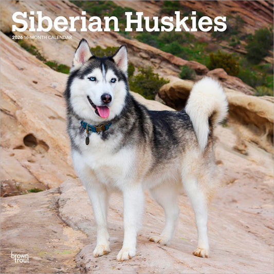 Siberian Huskies | 2026 12 x 24 Inch (Hanging) Monthly Square Wall Calendar