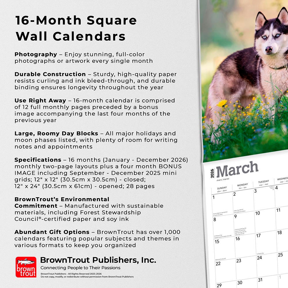 Siberian Huskies | 2026 12 x 24 Inch (Hanging) Monthly Square Wall Calendar