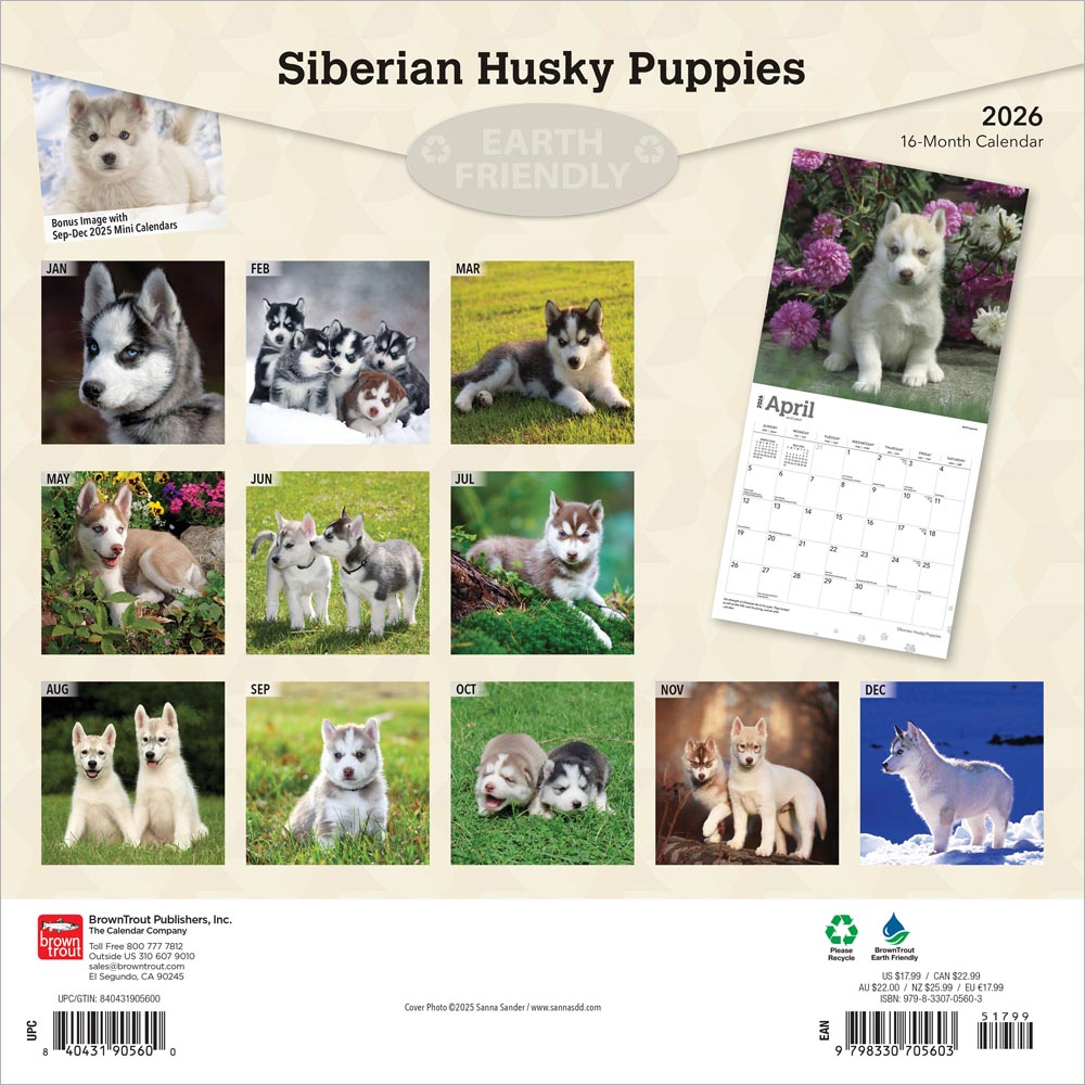 Siberian Husky Puppies | 2026 12 x 24 Inch (Hanging) Monthly Square Wall Calendar