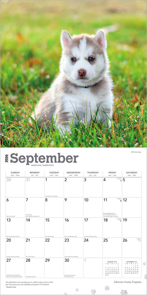 Siberian Husky Puppies | 2026 12 x 24 Inch (Hanging) Monthly Square Wall Calendar