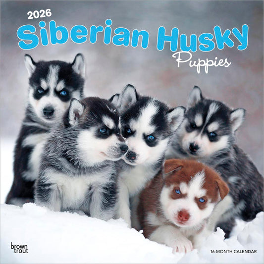 Siberian Husky Puppies | 2026 12 x 24 Inch (Hanging) Monthly Square Wall Calendar
