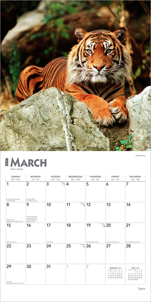 Tigers | 2026 12 x 24 Inch (Hanging) Monthly Square Wall Calendar