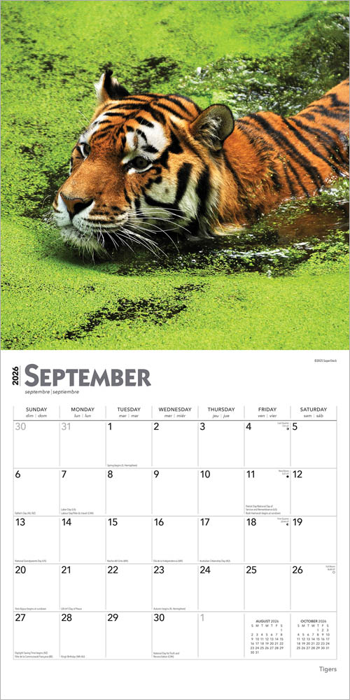 Tigers | 2026 12 x 24 Inch (Hanging) Monthly Square Wall Calendar