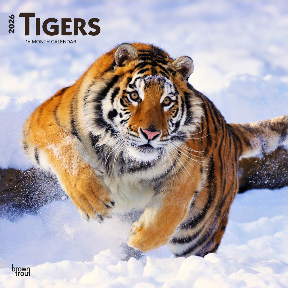 Tigers | 2026 12 x 24 Inch (Hanging) Monthly Square Wall Calendar