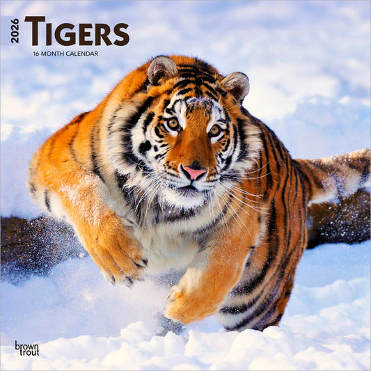 Tigers | 2026 12 x 24 Inch (Hanging) Monthly Square Wall Calendar