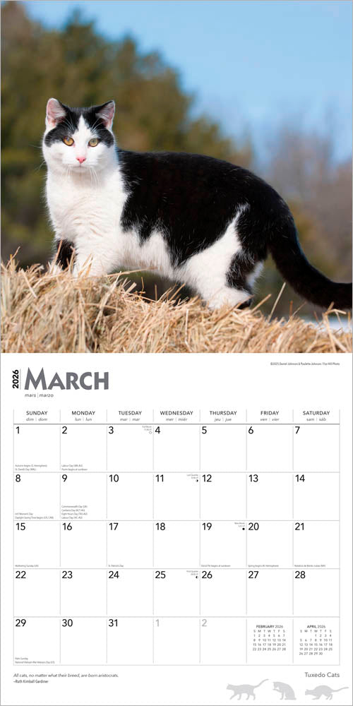 Tuxedo Cats | 2026 12 x 24 Inch (Hanging) Monthly Square Wall Calendar