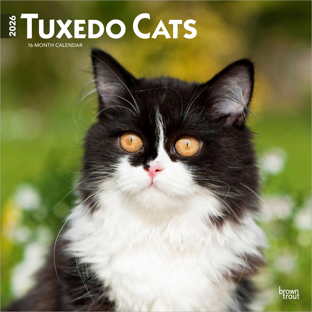 Tuxedo Cats | 2026 12 x 24 Inch (Hanging) Monthly Square Wall Calendar