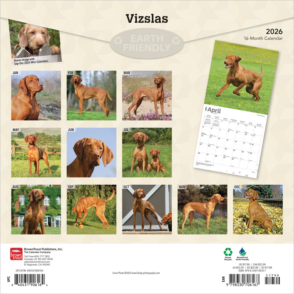 Vizslas | 2026 12 x 24 Inch (Hanging) Monthly Square Wall Calendar