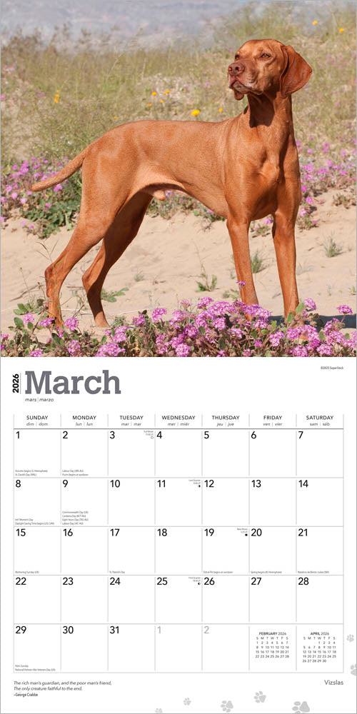 Vizslas | 2026 12 x 24 Inch (Hanging) Monthly Square Wall Calendar