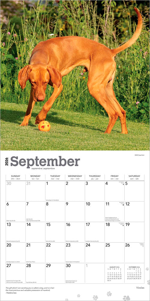 Vizslas | 2026 12 x 24 Inch (Hanging) Monthly Square Wall Calendar