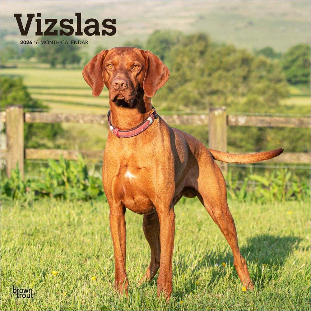 Vizslas | 2026 12 x 24 Inch (Hanging) Monthly Square Wall Calendar