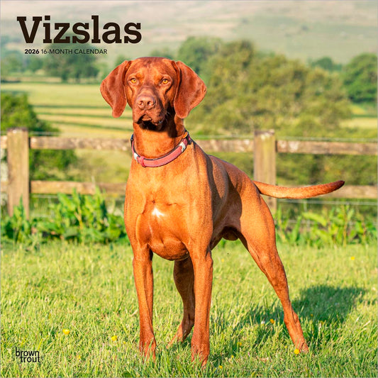 Vizslas | 2026 12 x 24 Inch (Hanging) Monthly Square Wall Calendar