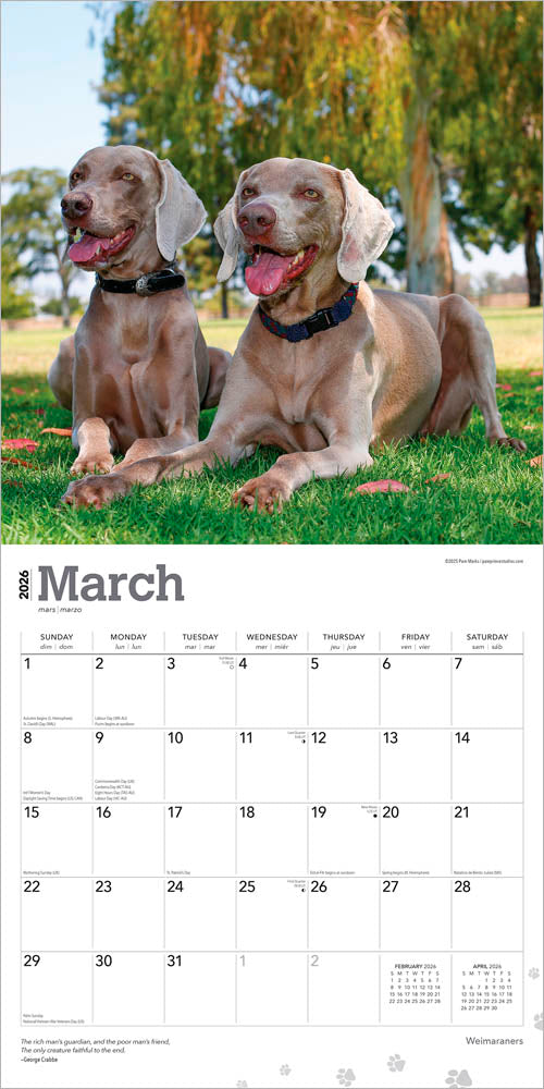 Weimaraners | 2026 12 x 24 Inch (Hanging) Monthly Square Wall Calendar