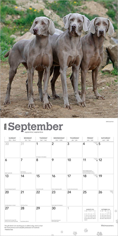 Weimaraners | 2026 12 x 24 Inch (Hanging) Monthly Square Wall Calendar