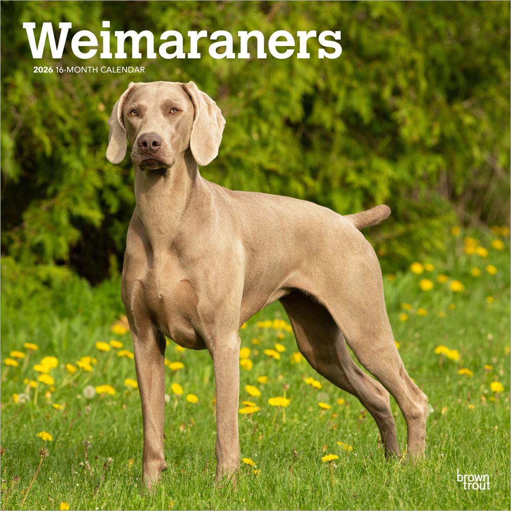 Weimaraners | 2026 12 x 24 Inch (Hanging) Monthly Square Wall Calendar